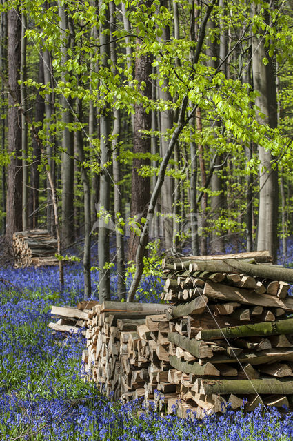 Bluebell (Hyacinthoides non-scripta