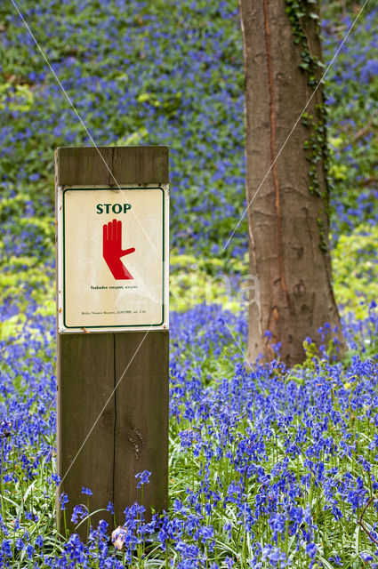 Bluebell (Hyacinthoides non-scripta