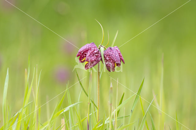 Wilde kievitsbloem (Fritillaria meleagris)