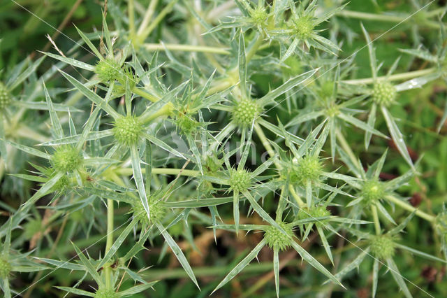 Wilde kruisdistel (Eryngium campestre)