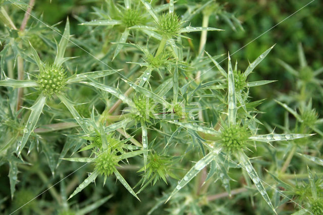 Wilde kruisdistel (Eryngium campestre)