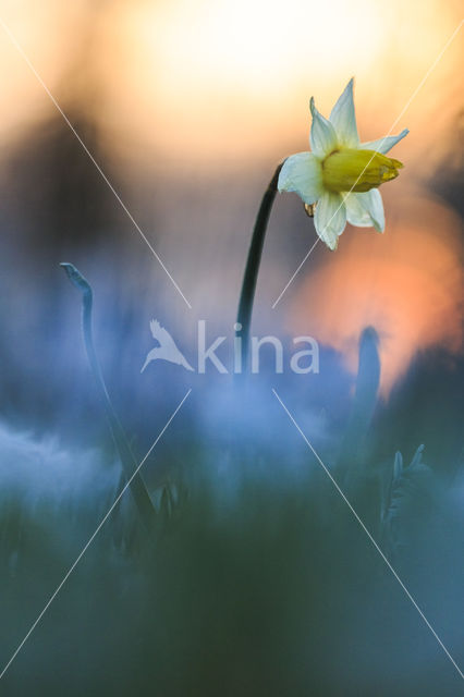 Wilde narcis (Narcissus pseudonarcissus)