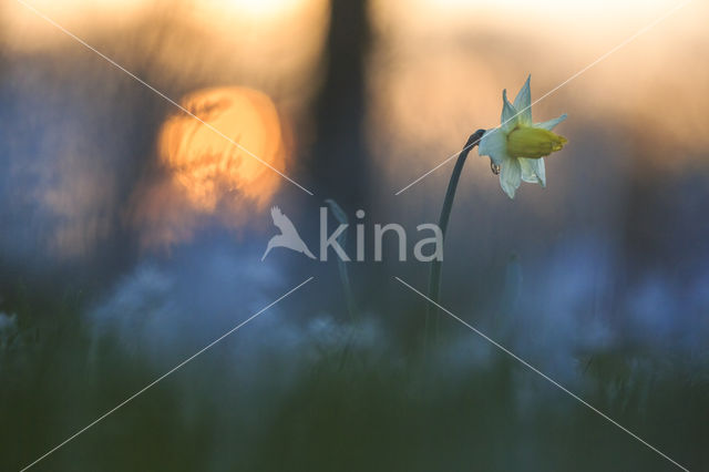 Wild Daffodil (Narcissus pseudonarcissus)