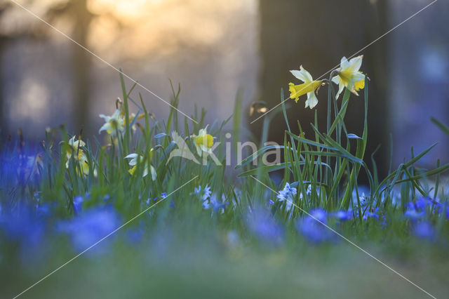 Wilde narcis (Narcissus pseudonarcissus)