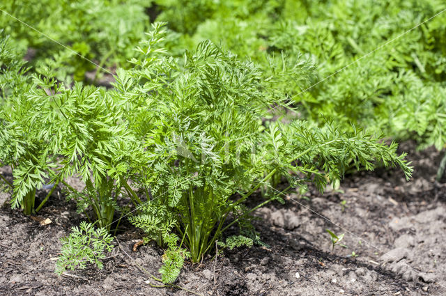 Wild Carrot (Daucus carota)