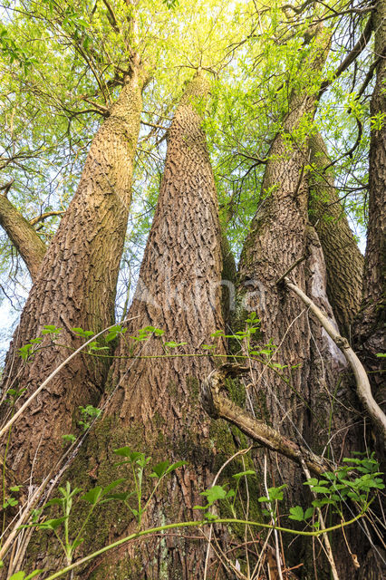 Willow (Salix)