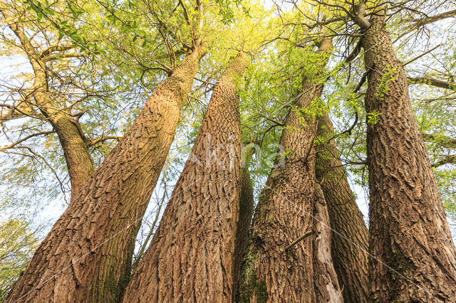 Willow (Salix)