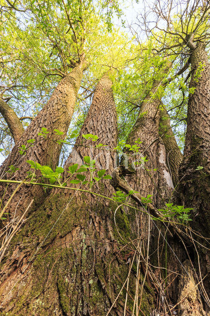 Willow (Salix)