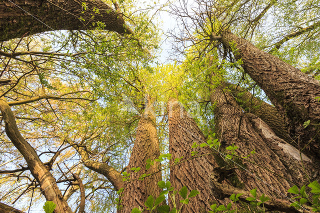 Willow (Salix)