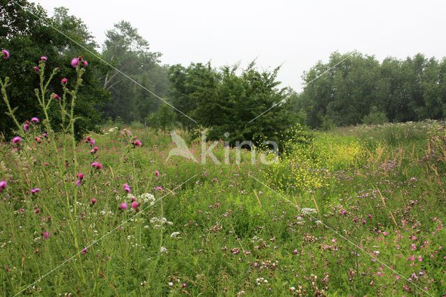 Wilgenroosje (Epilobium hirsutum)