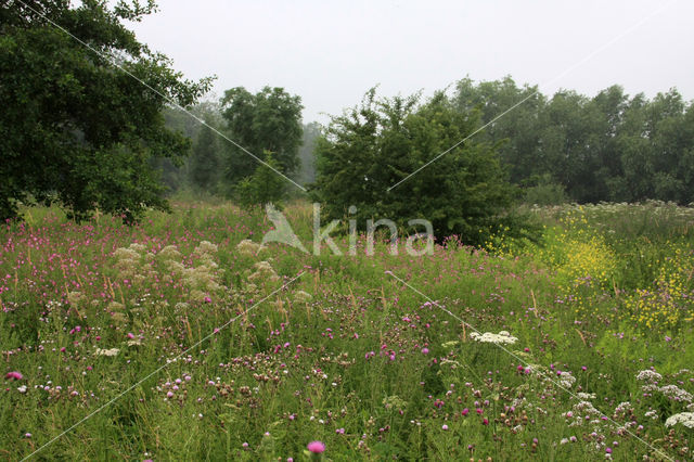 Wilgenroosje (Epilobium hirsutum)