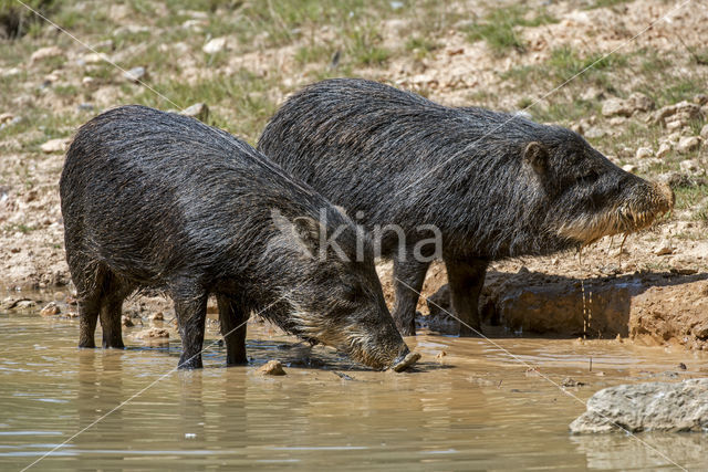 White-lipped peccary (Tayassu pecari)