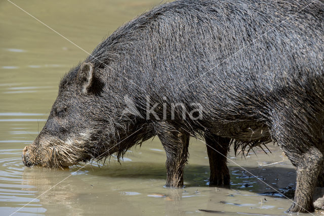 White-lipped peccary (Tayassu pecari)