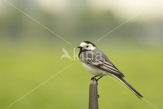 Witte Kwikstaart (Motacilla alba)