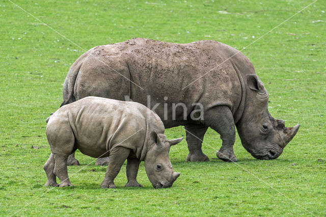 Witte neushoorn