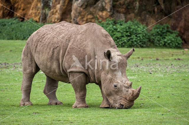 Witte neushoorn