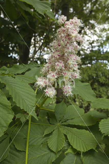 Witte paardenkastanje (Aesculus hippocastanum)