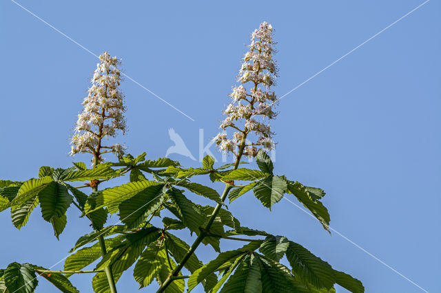 Witte paardenkastanje (Aesculus hippocastanum)