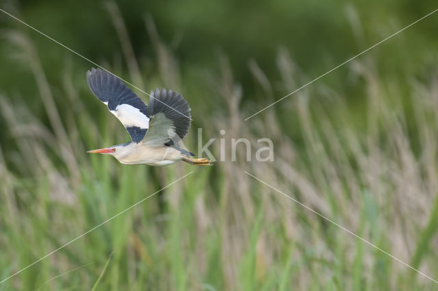 Little Bittern (Ixobrychus minutus)