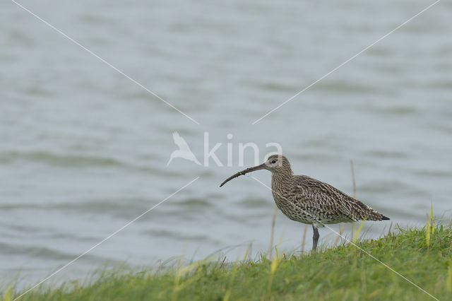 Eurasian Curlew (Numenius arquata)