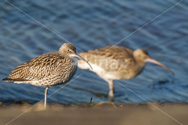 Eurasian Curlew (Numenius arquata)