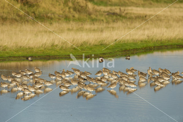 Eurasian Curlew (Numenius arquata)