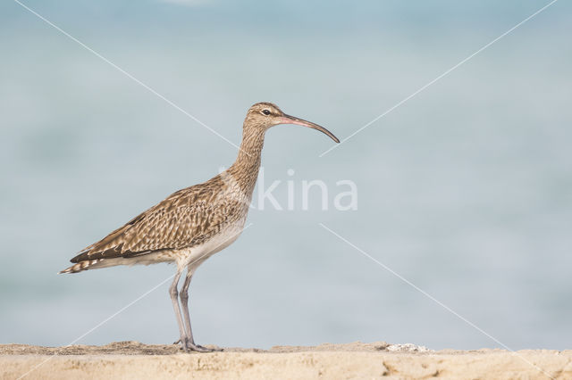 Eurasian Curlew (Numenius arquata)