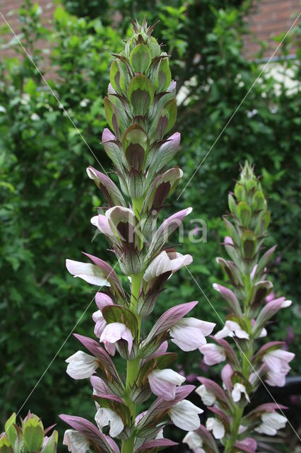 Zachte Acanthus (Acanthus mollis)