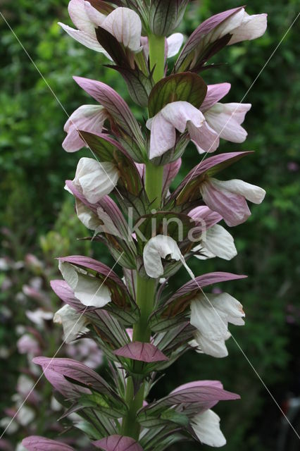 Zachte Acanthus (Acanthus mollis)