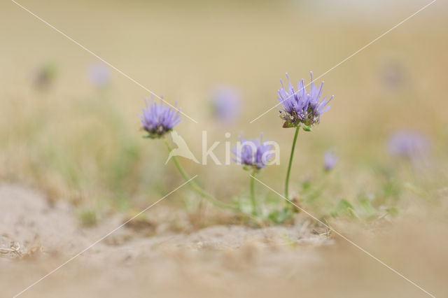 Sheep's-bit (Jasione montana)