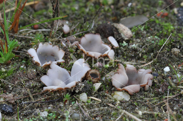 Zandputje (Geopora arenicola)