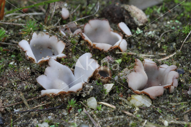 Zandputje (Geopora arenicola)