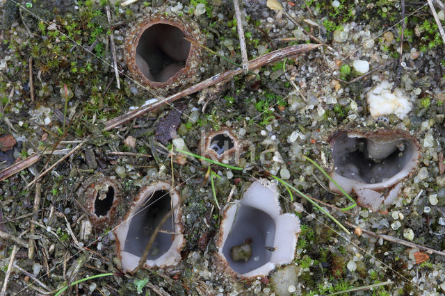 Zandputje (Geopora arenicola)