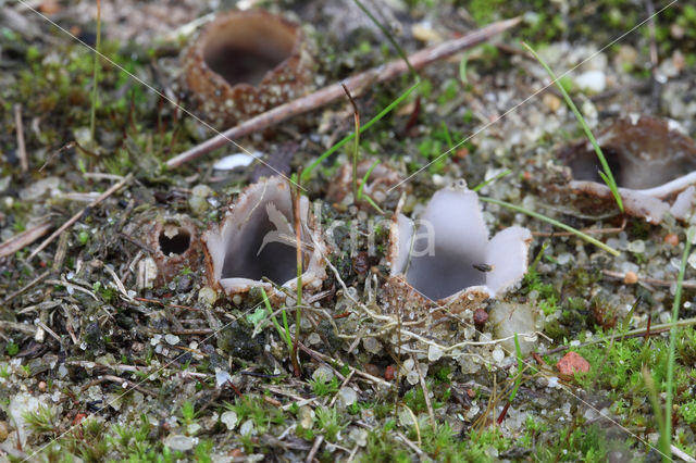 Zandputje (Geopora arenicola)