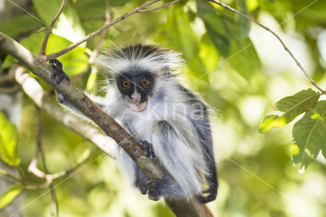 Zanzibarfranjeaap (Piliocolobus kirkii)