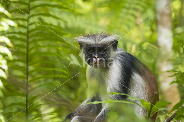 Zanzibar Red Colobus (Piliocolobus kirkii)