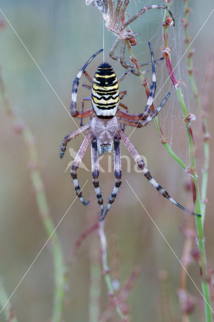 wasp spider (Argiope bruennichi)