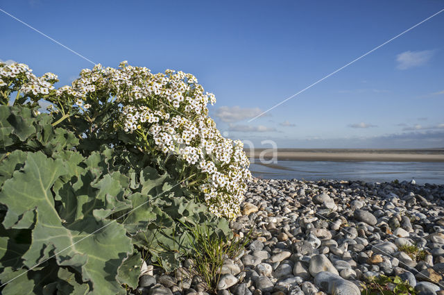 Zeekool (Crambe maritima)