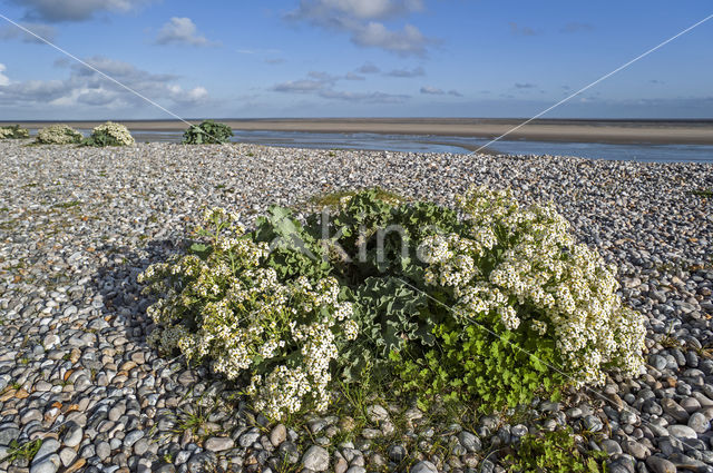 Seakale (Crambe maritima)