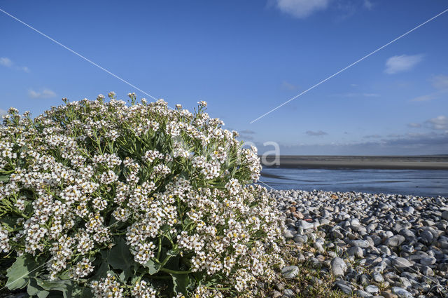 Seakale (Crambe maritima)