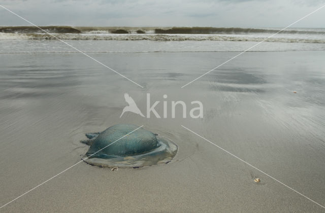 Jellyfish (Rhizostoma pulmo)