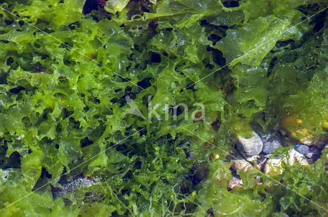 Sea lettuce (Ulva lactuca)