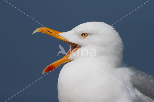 Zilvermeeuw (Larus argentatus)