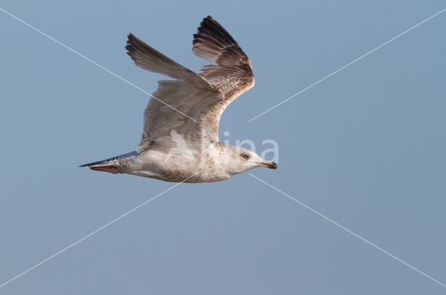 Zilvermeeuw (Larus argentatus)