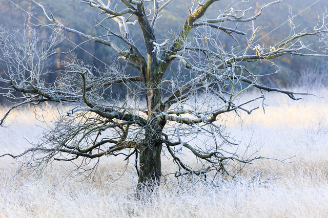 Zomereik (Quercus robur)