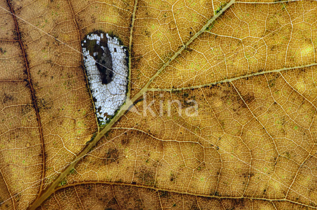 Zomereik (Quercus robur)