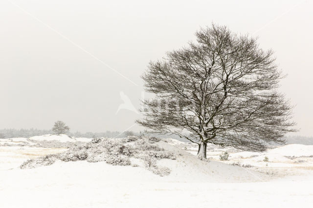 Common Oak