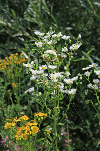 Sweet Scabious / White Top (Erigeron annuus)