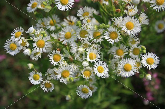 Zomerfijnstraal (Erigeron annuus)