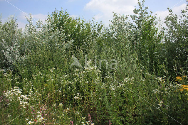 Zomerfijnstraal (Erigeron annuus)